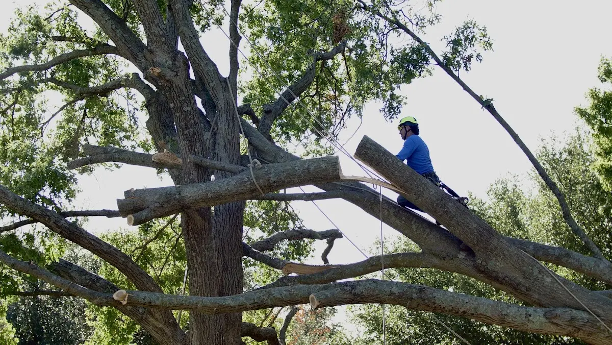 Professional Crown Thinning performed by certified arborists in Cotter