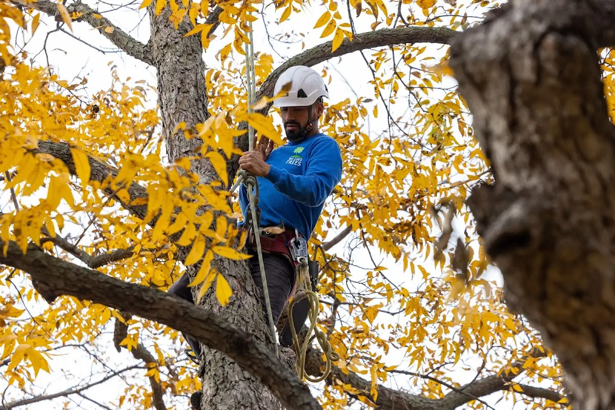 Skilled Storm Damage Cleanup crew working in Cotter